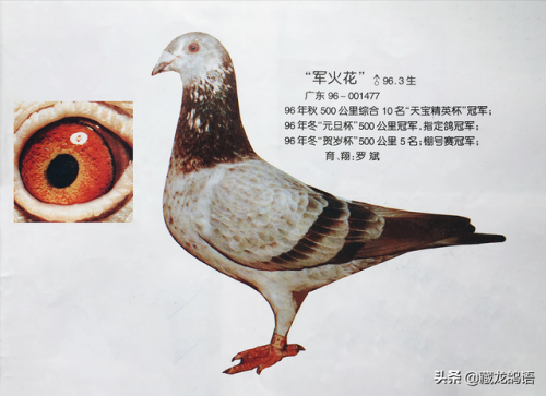 信鸽图片(云飞赛鸽网)插图2