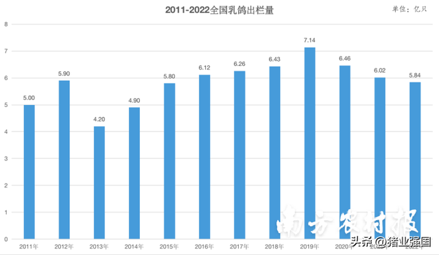 鸽子的价格排名前十(什么鸽子最值钱)插图3