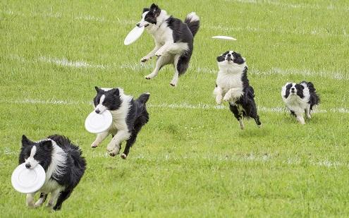 世界聪明名犬排名前十(拉布拉多智商排名)插图9