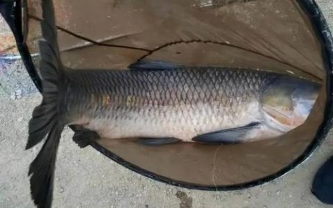青鱼怎么钓(老滑青鱼不开口怎样钓)