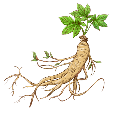 珍贵药材(十大名贵中药丸)插图2
