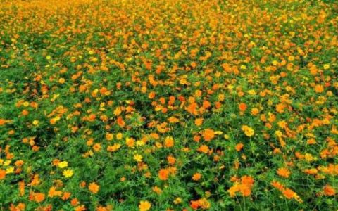 杭州花海农场排名前十(杭州哪里有生态农场)