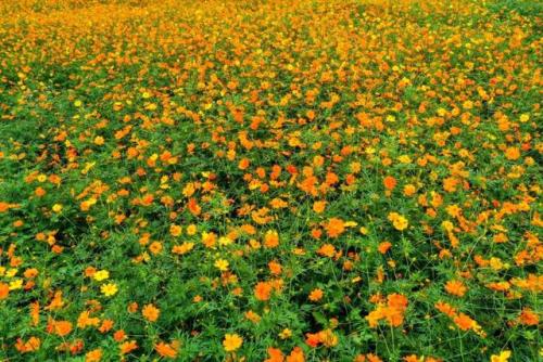 杭州花海农场排名前十(杭州哪里有生态农场)插图