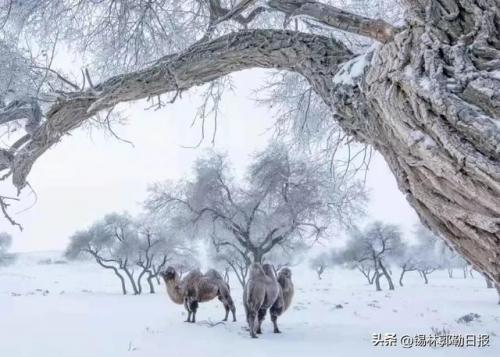 锡林郭勒盟旅游(锡林浩特旅游攻略)插图6