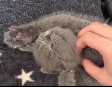 猫科界智商排名前十(老虎智商高吗)插图1
