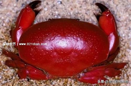 十大毒蟹(十大毒蟹分别是什么)插图2