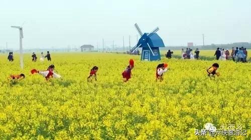 中国油菜之乡排名前十(全国油菜花开最早省市县乡)插图18