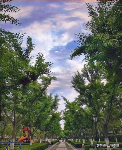 上海阴凉地方排名前十(什么花可以养在阴凉的地方)插图6