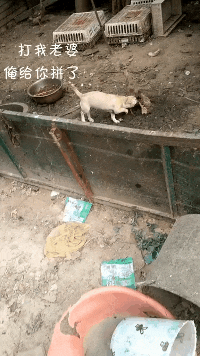 起点三大肉器分别是谁(诸天世界最强肉盾 小说)插图8