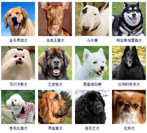 宠物狗品种大全(宠物狗排名前十)插图2
