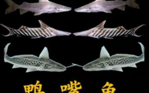 大型观赏鱼图片(十大顶级大型观赏鱼)