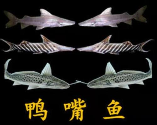 大型观赏鱼图片(十大顶级大型观赏鱼)插图