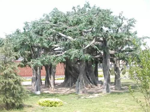 洛克王国云外孔桥灵芝(洛克王国巨龙先驱者在哪)插图13