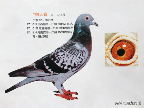 信鸽图片(云飞赛鸽网)插图3