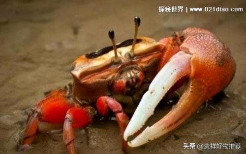 十大毒蟹(十大毒蟹分别是什么)插图8