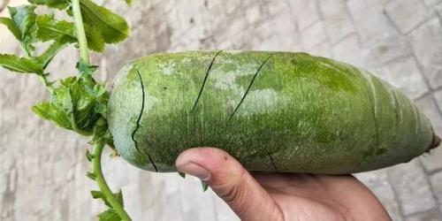 沙窝萝卜是哪里的特产(沙窝萝卜是哪里的)插图7