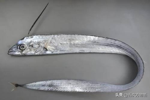 台湾稀有鱼类排名前十(长江稀有鱼类)插图13