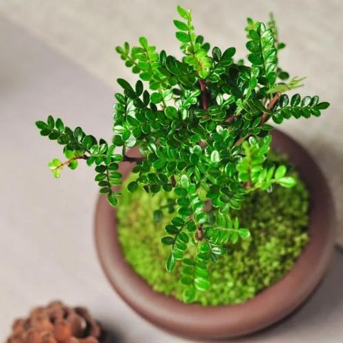 盆景植物(盆景植物大全)插图15