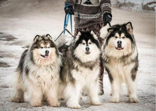 阿拉斯加犬图片(阿拉斯加犬多少钱一只)插图1