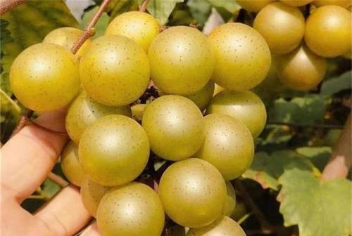 上市品种价格排名前十(哈密瓜品种排名前十名)插图17