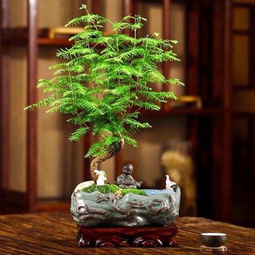 盆景植物(盆景植物大全)插图1