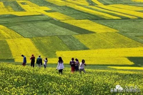 中国油菜之乡排名前十(全国油菜花开最早省市县乡)插图13
