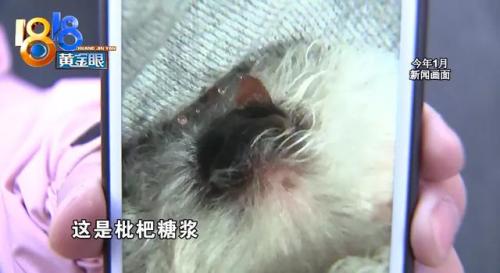 杭州犬舍排名前十(全国十大金毛犬舍)插图14