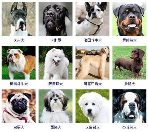宠物狗品种大全(宠物狗排名前十)插图1