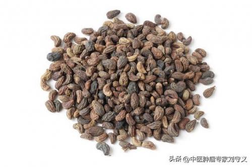 女贞子的功效与作用及食用方法(女贞子最佳配伍菟丝子)插图1