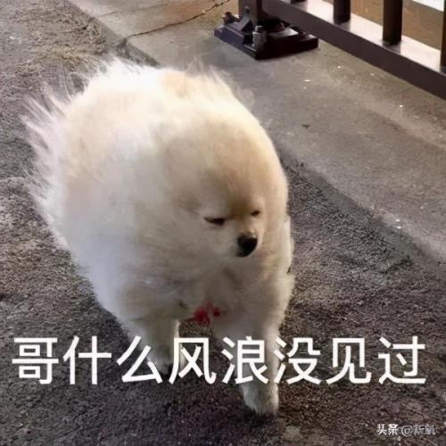 任豪百度百科(任豪百科介绍)插图11