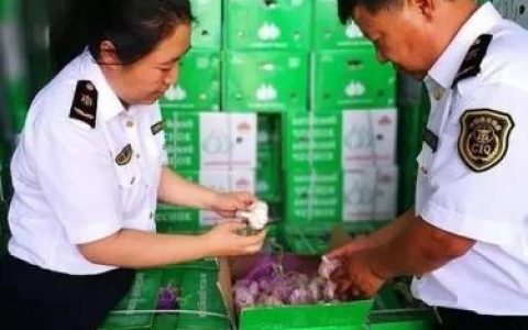 安徽青菜基地排名前十(中国青菜基地有哪些)
