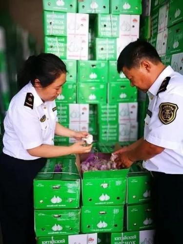 安徽青菜基地排名前十(中国青菜基地有哪些)插图