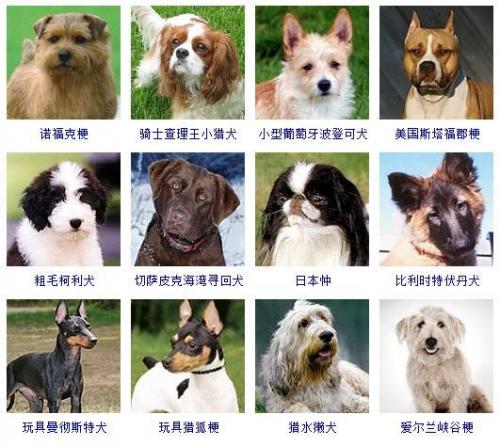 宠物狗品种大全(宠物狗排名前十)插图11