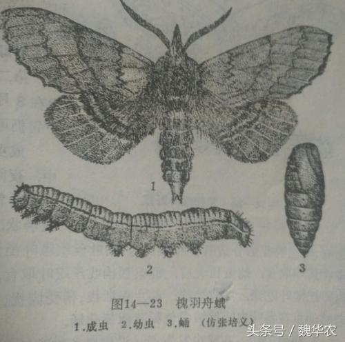 消灭毛毛虫(家里毛毛虫怎么来的)插图