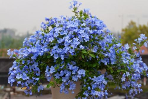 秋季耐热植物排名前十(室内植物100种大盆栽)插图6