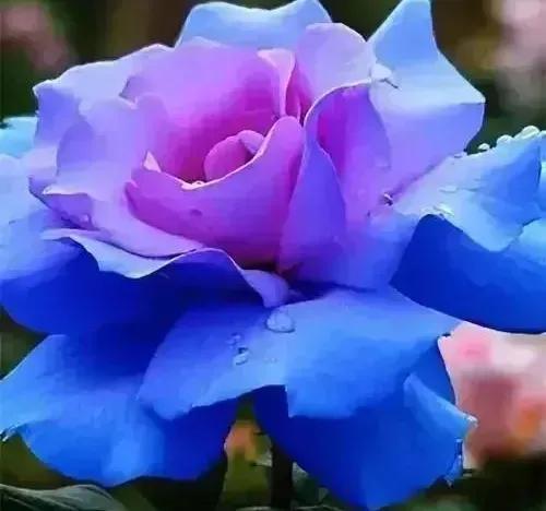 花卉图案(花卉logo图案大全)插图13