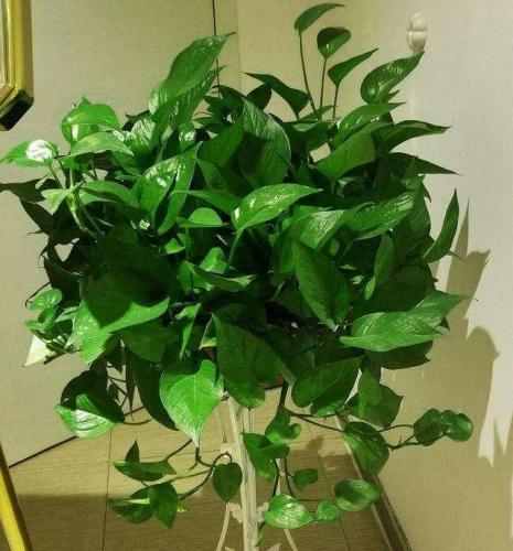 天然防臭植物排名前十(可以除臭的植物)插图19