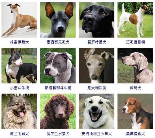 宠物狗品种大全(宠物狗排名前十)插图8