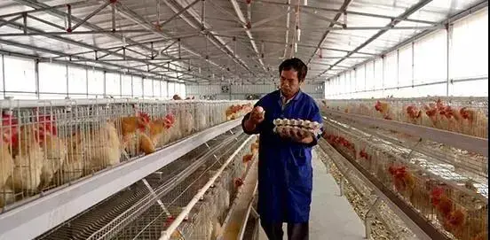 赣州家禽品种排名前十(中国十大蛋鸡种禽公司)插图5