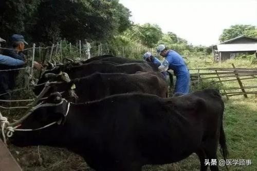 牛棚牛排品牌排名前十(调理牛排品牌排行榜)插图44