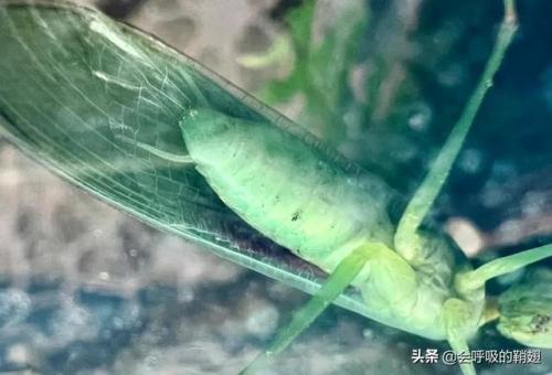 2022螳螂出装(螳螂铭文)插图29