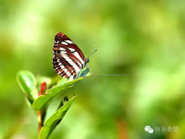 蝴蝶飞啊(蝴蝶飞呀一双双什么歌)插图9