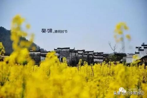 中国油菜之乡排名前十(全国油菜花开最早省市县乡)插图20