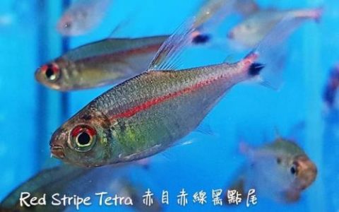 热带鱼品种(30种常见热带观赏鱼)