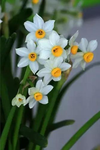 心碎之花(绝望的花)插图12