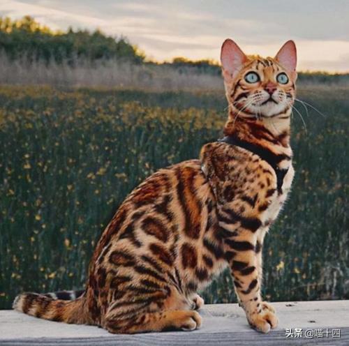 猫科界智商排名前十(老虎智商高吗)插图14