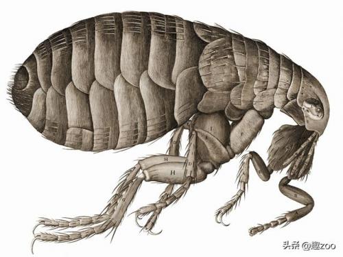 dnf宠物恰克斯进化图片(dnf蕴光之露滴宠物装备)插图4