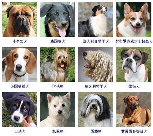 宠物狗品种大全(宠物狗排名前十)插图6