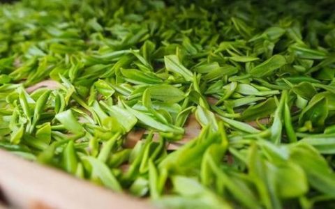 全国绿茶测评排名前十(茶叶口感排行)