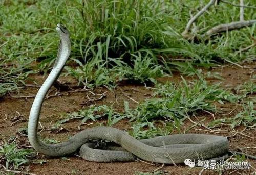 毒蛇排名前十死亡时间(寻找中国十大毒蛇)插图15